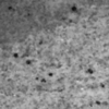Ibexa